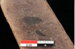 Foto (Detailansicht) von Pinus laricio Poiret (NHMW-GEO-2024-0188-0236)